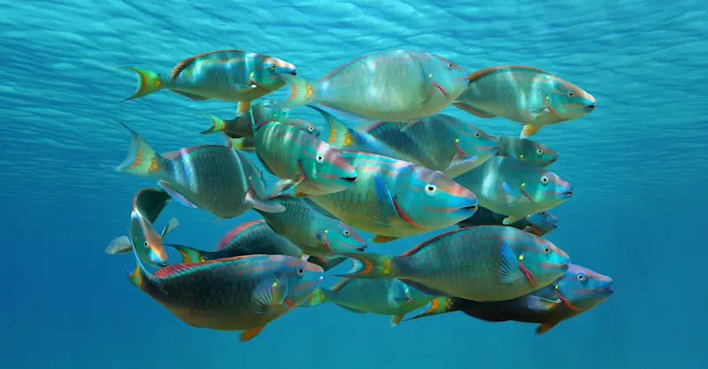 Stoplight parrotfish, Belize.