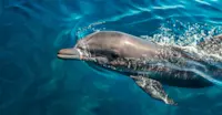 Bottlenose dolphin, Costa Rica.