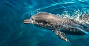 Bottlenose dolphin, Costa Rica.