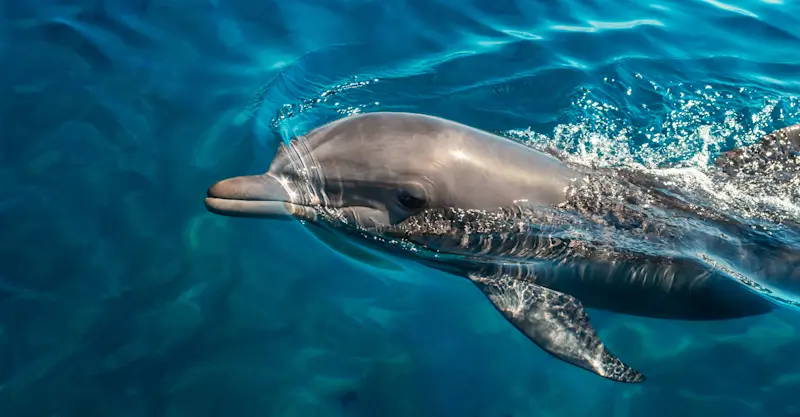 Bottlenose dolphin, Costa Rica.