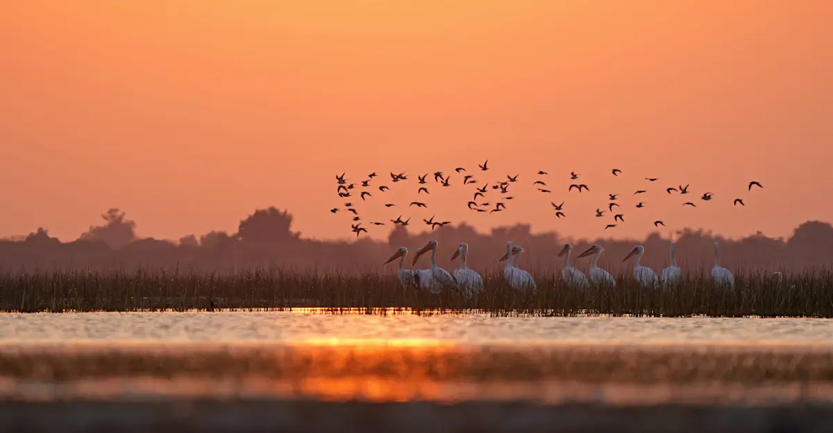 Pelicans, India.