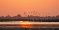 Pelicans, India