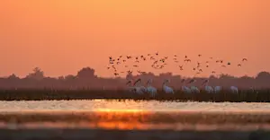 Pelicans, India