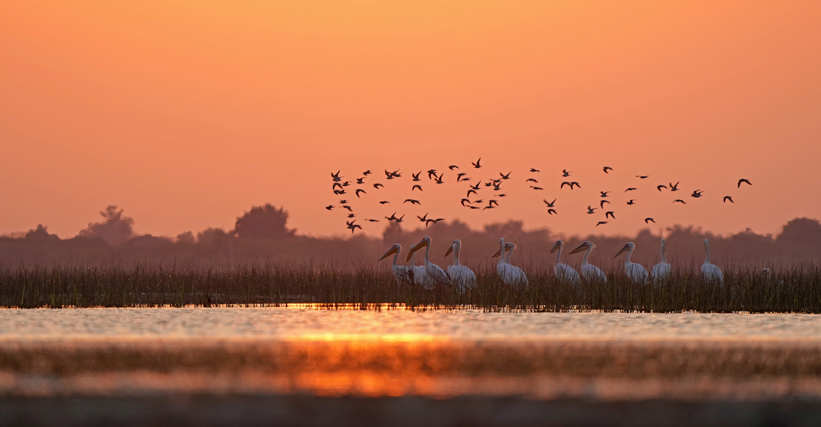 Pelicans, India