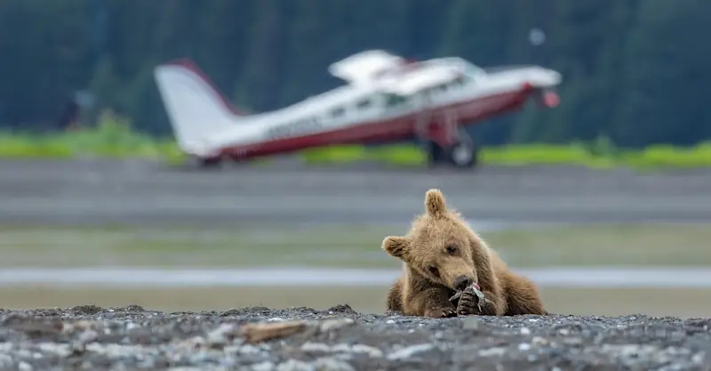 Brown bear cub, Nat Hab's Alaska Bear Camp, Lake Clark National Park & Preserve, Alaska.