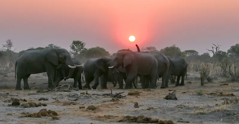 Elephants at sunset, Khwai Private Reserve, Botswana.