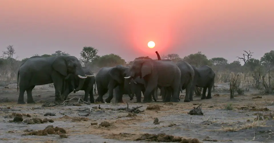 Elephants at sunset, Khwai Private Reserve, Botswana.