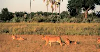 Lions, Okavango Delta, Botswana.