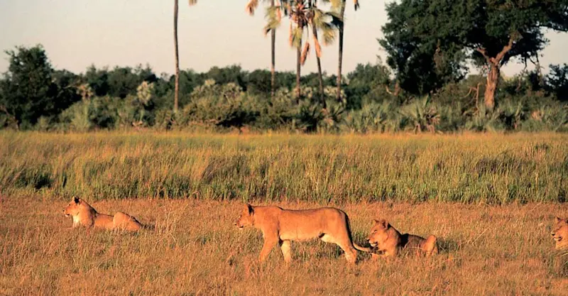 Lions, Okavango Delta, Botswana.