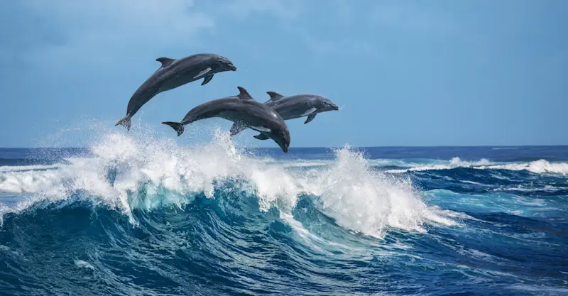 Bottlenose dolphins, Costa Rica.