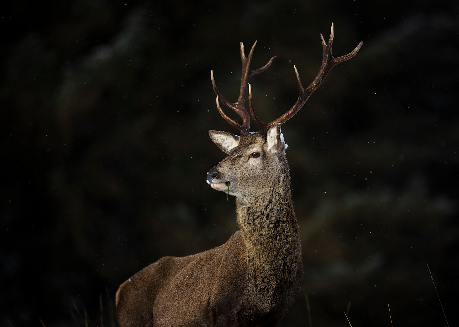 Red deer, Glen Affric Nature Preserve, Scotland.