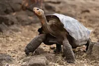 Giant tortoise, Nat Hab’s Private Tortoise Camp, Santa Cruz Island, Galapagos.