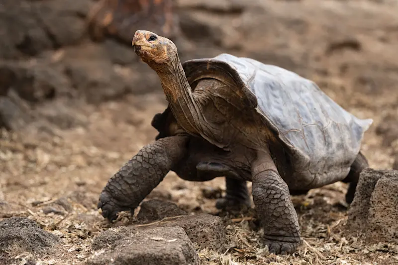 Giant tortoise, Nat Hab’s Private Tortoise Camp, Santa Cruz Island, Galapagos.