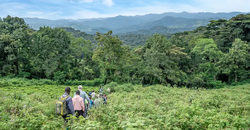 Nat Hab guests and local porters, Bwindi Impenetrable Forest National Park, Uganda.