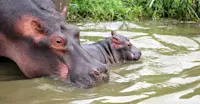 Hippos, Queen Elizabeth National Park, Uganda.