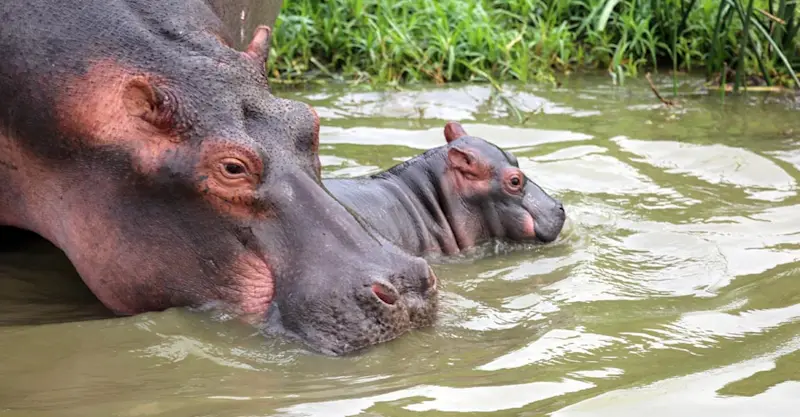 Hippos, Queen Elizabeth National Park, Uganda.