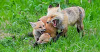 Red Fox family, Yellowstone National Park