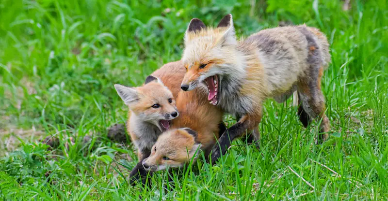 Red Fox family, Yellowstone National Park