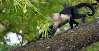 Capuchin monkey, Pacaya Samiria National Reserve, Peru.