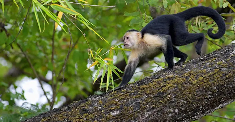 Capuchin monkey, Pacaya Samiria National Reserve, Peru.