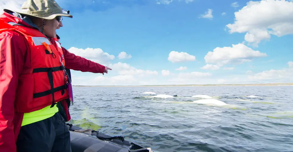 Nat Hab guest and beluga whales, Hudson Bay, Churchill, Manitoba.
