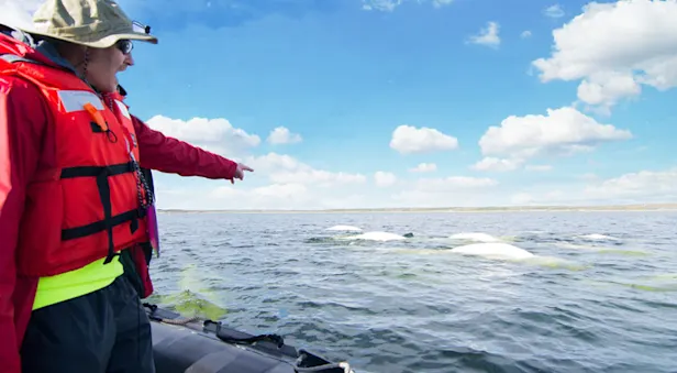 Nat Hab guest and beluga whales, Hudson Bay, Churchill, Manitoba.
