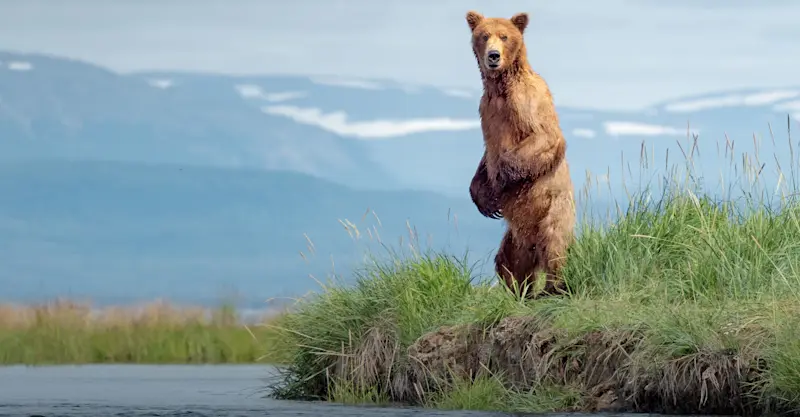 Brown bear, Katmai National Park & Preserve, Alaska.