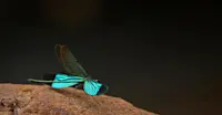 Slideshow Thumbnail 6 of 18