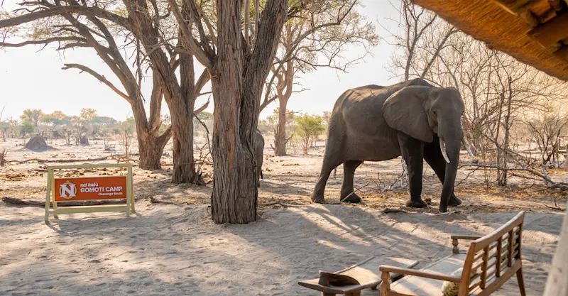 Nat Hab's Gomoti Camp—Okavango South, Okavango Delta, Botswana.