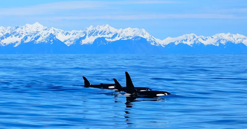 Orca Whales, Alaska