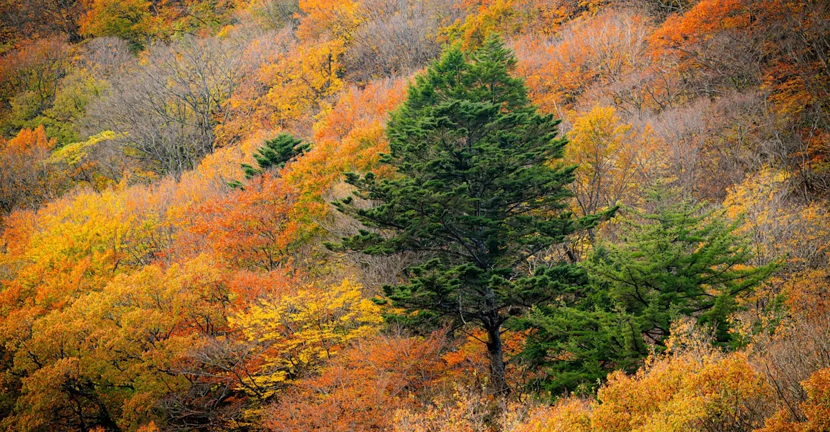 Riokyo, Nikko, Japan.