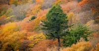 Riokyo, Nikko, Japan