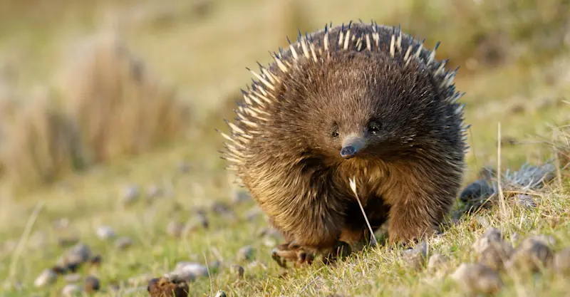 Short-beaked echidna, Australia.