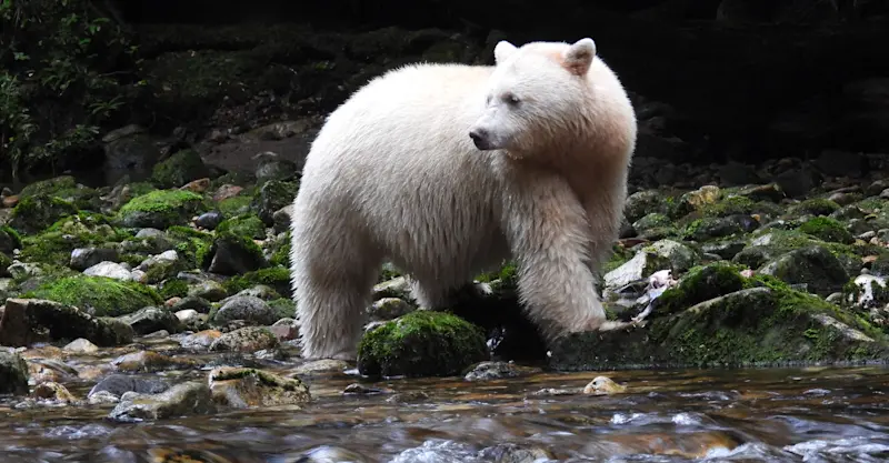 Captured a shot of a spirit bear in British Columbia.