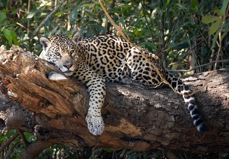 The famous Medrosa relaxing in Pantanal, Brazil.
