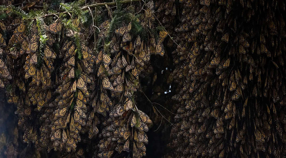 Monarch butterflies, Chincua Butterfly Sanctuary, Mexico.