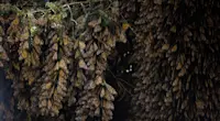 Monarch butterflies, Chincua Butterfly Sanctuary, Mexico.