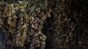 Monarch butterflies, Chincua Butterfly Sanctuary, Mexico.