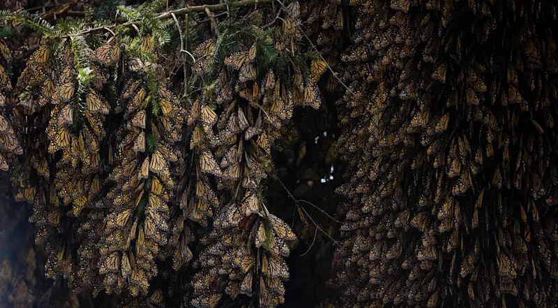 Monarch butterflies, Chincua Butterfly Sanctuary, Mexico.