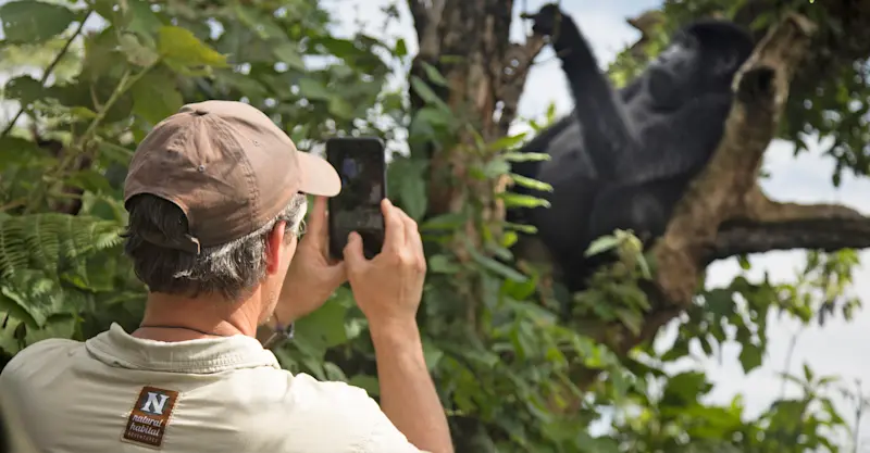 Nat Hab guest and mountain gorilla, Volcanoes National Park, Rwanda.