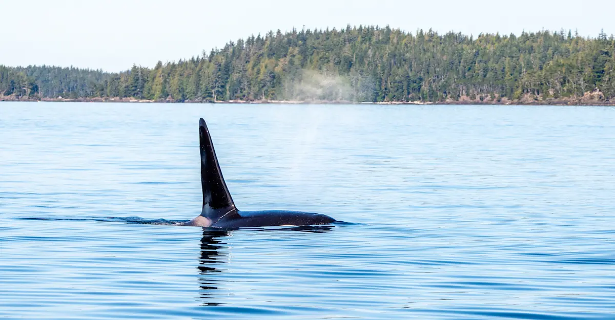 Orca, Great Bear Rainforest, Canada.