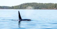 Orca, Great Bear Rainforest, Canada