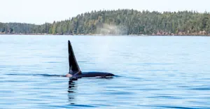 Orca, Great Bear Rainforest, Canada