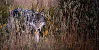 Grey wolf, Yellowstone National Park, Wyoming.
