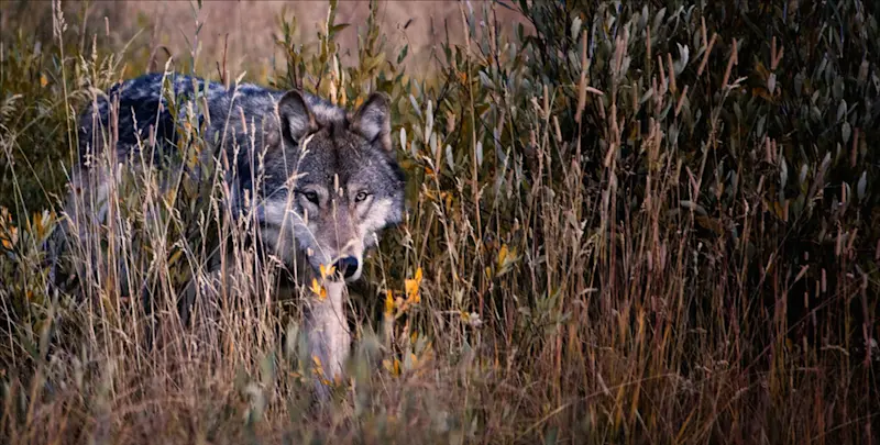 Grey wolf, Yellowstone National Park, Wyoming.