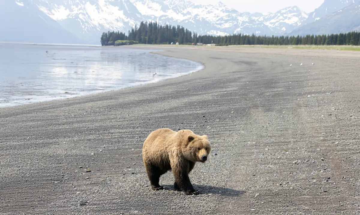 Brown bear, Nat Hab's Alaska Bear Camp, Lake Clark National Park & Preserve.