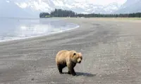 Brown bear, Nat Hab's Alaska Bear Camp, Lake Clark National Park & Preserve.