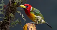 Slideshow Thumbnail 6 of 7
