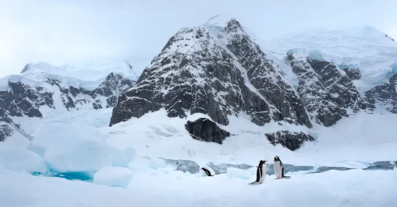 Gentoo penguins, Antarctica.