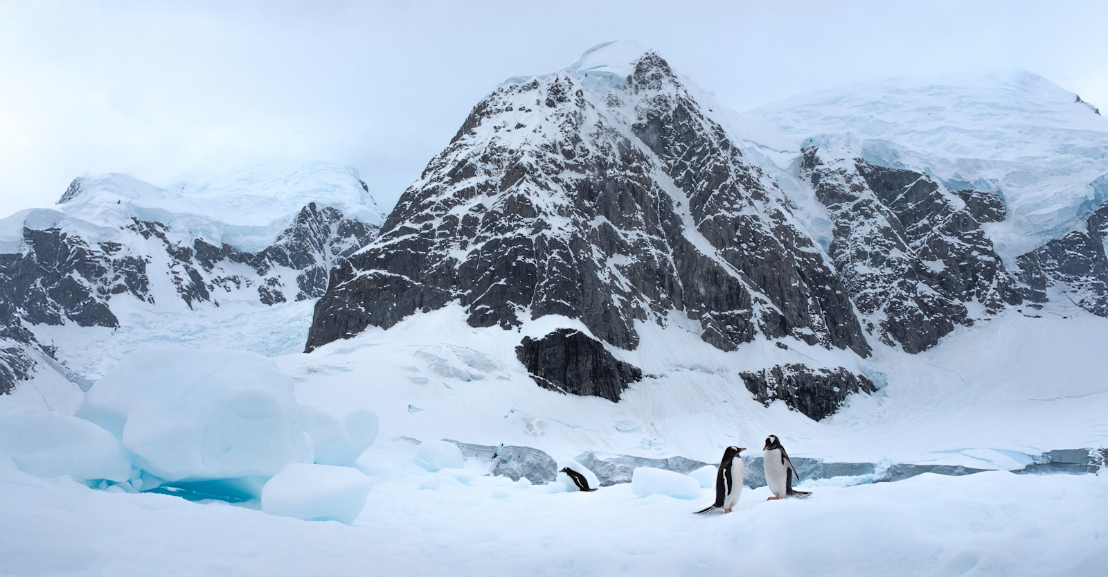 Gentoo penguins, Antarctica.